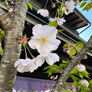 アパートホテル Rinn かみえびす, 京都市